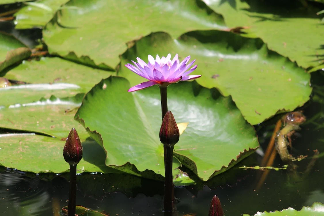 giant-water-lilies-are-named-after-a-queen